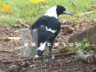 信用卡欠款3000會上門嗎(信用卡欠多少錢才會上門)