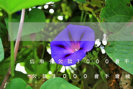 信用卡欠款3000會不會被起訴-信用卡欠款3000會不會被起訴呢