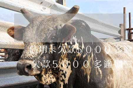 信用卡欠款5000多逾期三個月-信用卡欠款5000多逾期三個月會怎么樣