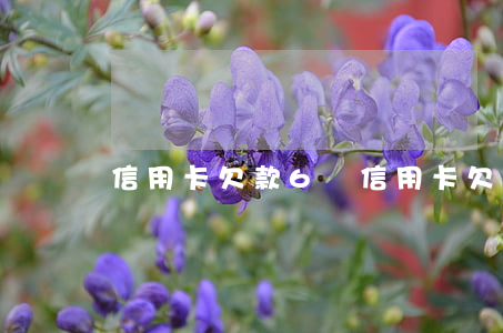 信用卡欠款6萬(信用卡欠款6萬判幾年)