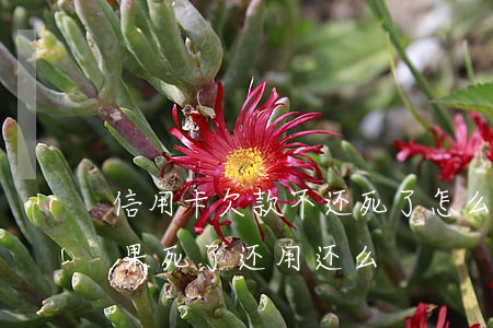 信用卡欠款不还死了怎么(欠了信用卡的钱,如果死了还用还么)