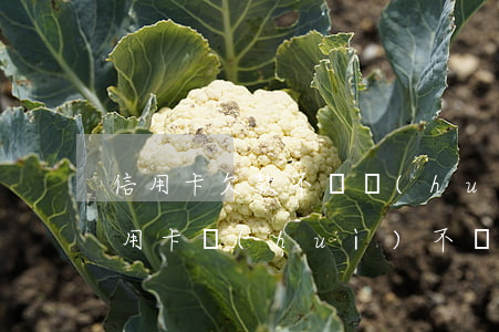 信用卡欠款不還會(huì)被拘留嗎(欠信用卡會(huì)不會(huì)被拘留)
