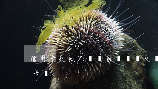 信用卡欠款不還還能開戶嗎(欠錢還能辦信用卡嗎)