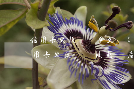 信用卡欠款兩萬多久會(huì)被起訴(信用卡欠款兩萬被起訴后果怎么樣)