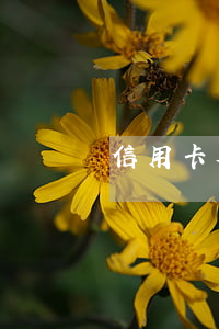 信用卡欠款八年(信用卡欠八萬判幾年)