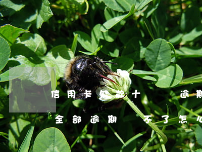 信用卡欠款十幾萬逾期半年(欠信用卡幾十萬全部逾期還不了怎么辦)