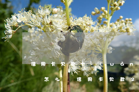信用卡欠款十萬(wàn)無(wú)力償還怎么辦(信用卡欠款20多萬(wàn)無(wú)力償還怎么辦)