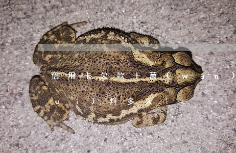 信用卡欠款十萬(wàn)無力償還會(huì)判多久