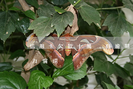 信用卡欠款十萬沒有逾期(欠信用卡10萬無力償還)