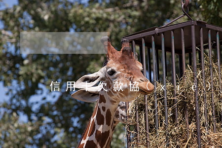 信用卡欠款協(xié)商解除
