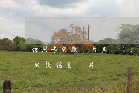 信用卡欠款圖片真實(shí) 截圖（信用卡欠款信息圖片）