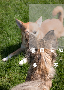 信用卡欠款太多還不上怎么辦(信用卡欠款太多還不起怎么辦)