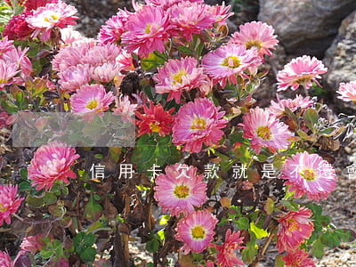 信用卡欠款就是不還會怎樣