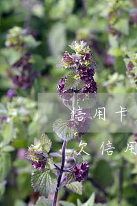 信用卡欠款怎么和銀行協(xié)商還款(欠信用卡如何協(xié)商還款)