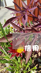 信用卡欠款沒有逾期-信用卡欠款沒有逾期
