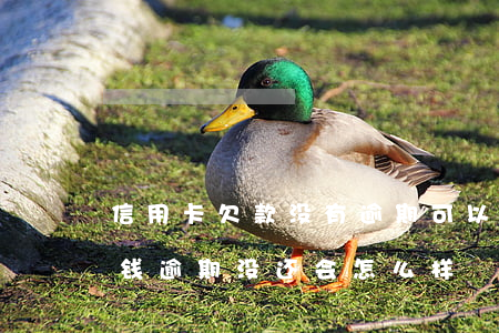 信用卡欠款没有逾期可以去贷款 欠信用卡的钱逾期没还会怎么样