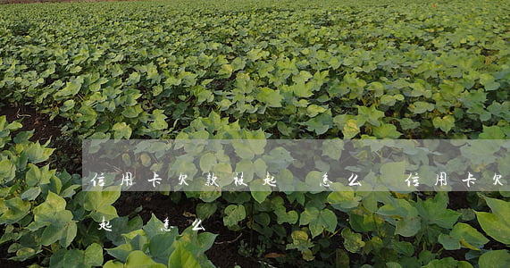 信用卡欠款被起訴怎么辦(信用卡欠款逾期被起訴怎么辦)