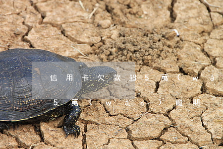 信用卡欠款超5萬(wàn)(信用卡欠款超5萬(wàn)逾期)