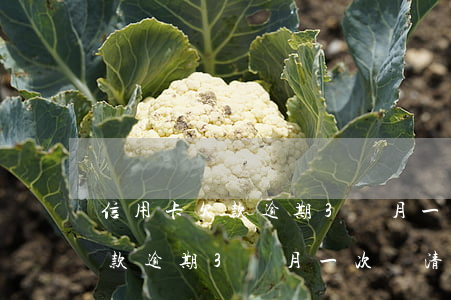 信用卡欠款逾期3個月一次還清-信用卡欠款逾期3個月一次還清會怎樣