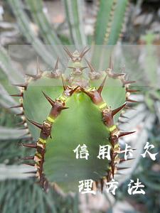信用卡欠款逾期怎么處理(信用卡逾期怎么處理方法)