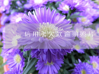 信用卡欠款逾期照片(銀行逾期照片)