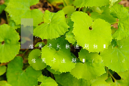 信用卡欠款逾期能協(xié)商還本金嗎(信用卡逾期協(xié)商還本金要簽訂協(xié)議嗎)