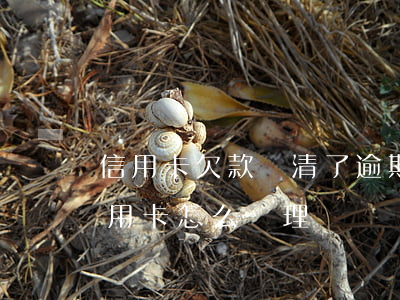 信用卡欠款還清了逾期消除嗎(逾期還清的信用卡怎么處理)