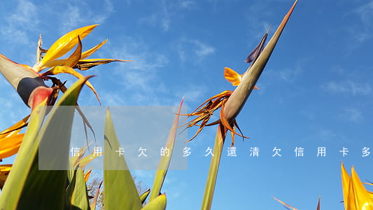 信用卡欠的多久還清(欠信用卡多久不用還)