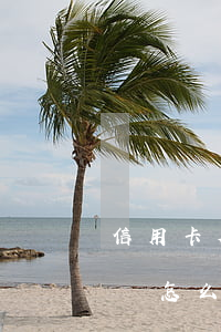 信用卡欠的太免賬怎么處理(信用卡欠的太免賬怎么處理好)
