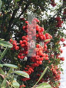 信用卡欠的年費算不算