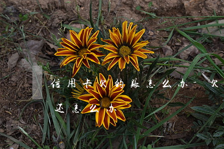 信用卡欠的账怎么办-欠信用卡的钱无力偿还怎么办