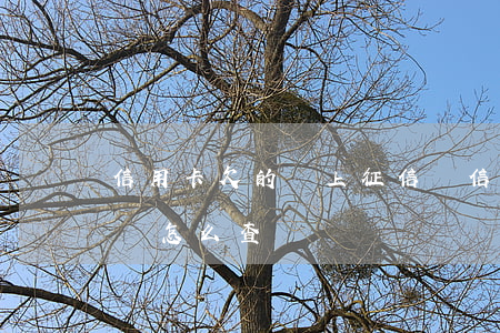 信用卡欠的錢上征信嗎(信用卡欠的錢上征信嗎怎么查)