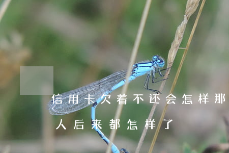 信用卡欠着不还会怎样(那些欠信用卡不还的人,后来都怎样了)