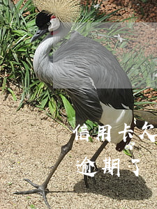 信用卡欠费3块逾期4天(信用卡欠了几块钱逾期了)