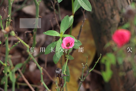 信用卡欠還能辦車貸嗎(欠信用卡錢能辦車貸嗎)