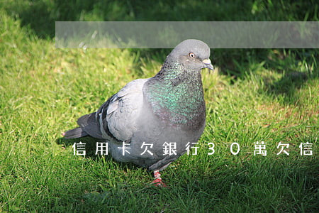 信用卡欠銀行30萬(欠信用卡總共30萬)