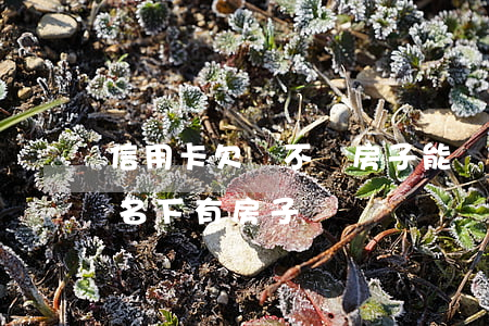 信用卡欠錢不還房子能賣么(欠信用卡錢不還 名下有房子)
