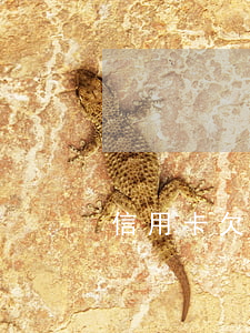 信用卡欠錢不還會有什么后果