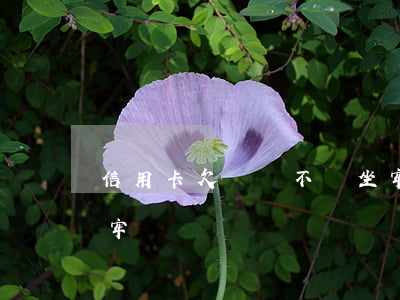 信用卡欠錢會不會坐牢(欠信用卡錢真的會坐牢嗎?)