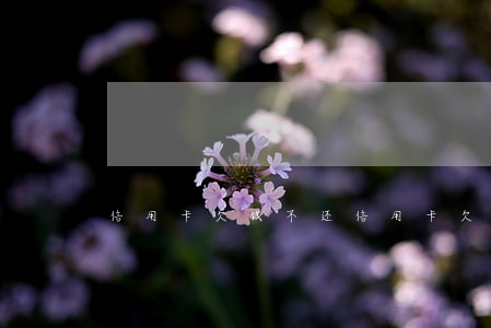 信用卡欠钱不还(信用卡欠钱不还会怎么样)