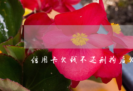 信用卡欠钱不还刑拘后(欠信用卡的钱不还)