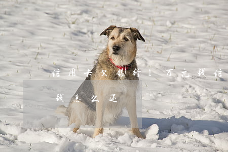 信用卡欠银行1万元钱(信用卡欠银行1万元钱怎么还)