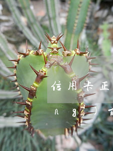 信用卡正在逾期的貸款-有信用卡當(dāng)前逾期可以貸款嗎