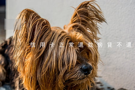 信用卡正常還款房貸不還