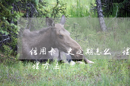 信用卡歷史逾期怎么處理(信用卡逾期怎么處理方法)