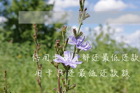 信用卡每月都还最低还款算逾期吗(每个月信用卡只还最低还款额)