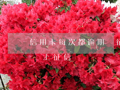信用卡每次都逾期還征信會怎樣 每次逾期都會上征信嗎