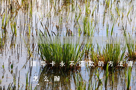 信用卡永不還款的方法(信用卡不能按期還款怎么辦)