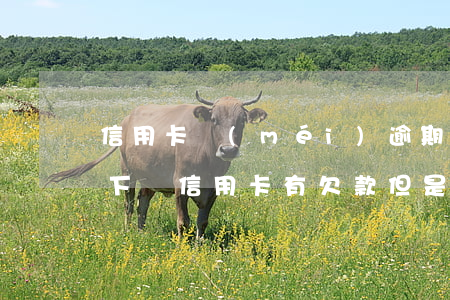信用卡沒(méi)逾期車(chē)貸好下嗎(信用卡有欠款但是沒(méi)有逾期可以貸款買(mǎi)車(chē)嗎)