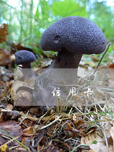 信用卡沒(méi)逾期還不起(信用卡沒(méi)逾期還不起)